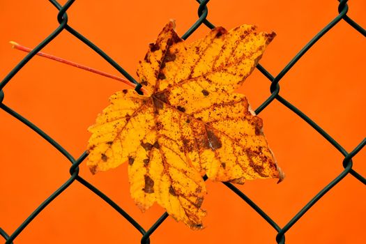 autumnal colored maple leaf in a fence with orange background