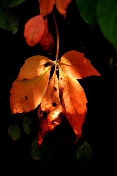 wild wine leaves in autumnal colors in backlit