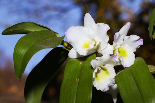 Orchid flower blossoms on a Dendrobium Lucky Girl 'Sweetheart' (Den. Romance x Den. Happy Toy) orchid plant close-up, South Africa