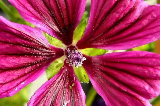 mallow, medicinal plant flower