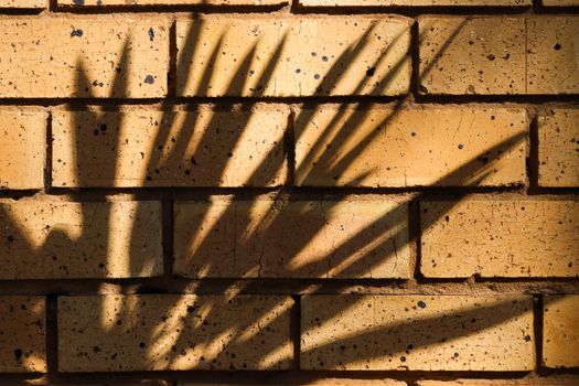 Sharp plant leaf shadows on yellow clay brick wall face abstract