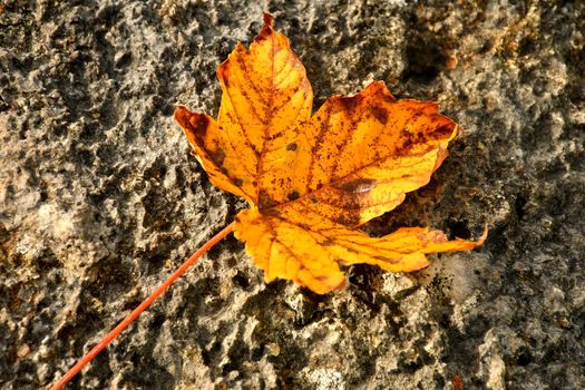 autumnal colored maple leaf in backlit on a rough stone