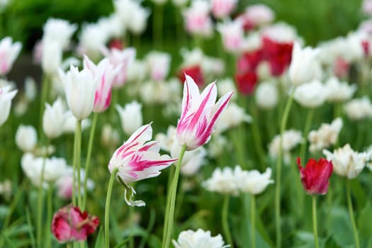 Bright flowers of tulips on a tulip field on a sunny morning, spring flowers tulips