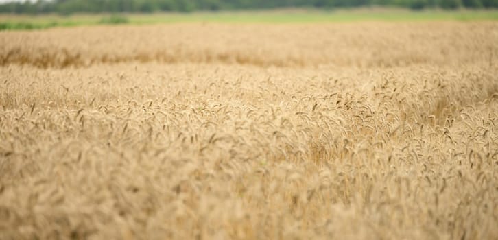 large field with ripe ears of wheat on a summer day, selective focus