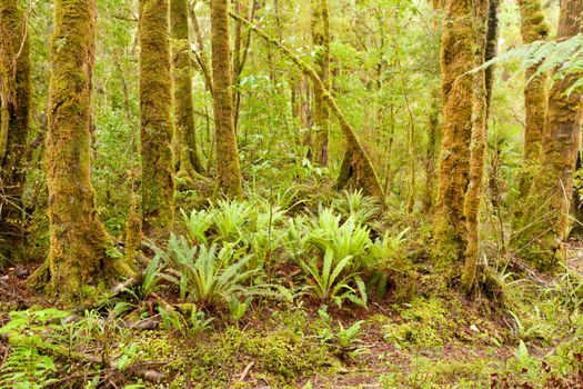 Lush green tree fern in understorey of New Zealand rainforest wilderness