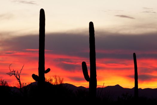 Sonoran Desert sunset with iconic Saguaro columnar cacti, Carnegiea gigantea, Arizona, USA