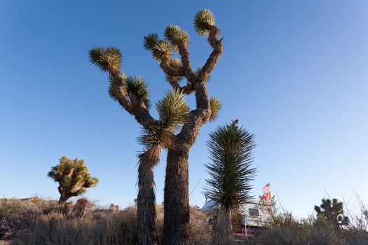Camper parked under Joshua Tree, Yucca brevifolia, in Mojave Desert of Joshua Tree National Park, California, USA