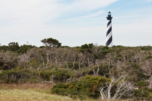 Cape Hatteras Lighthouse towers over dwarfed coastal marshland forest of Outer Banks island near Buxton, North Carolina, US