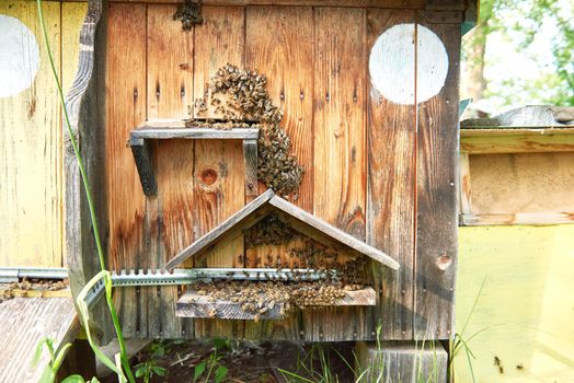 Bee swarm on a beehive in an apiary bee house beekeeping apiculture honey working workers hobby lifestyle professional honeycraft farming concept.