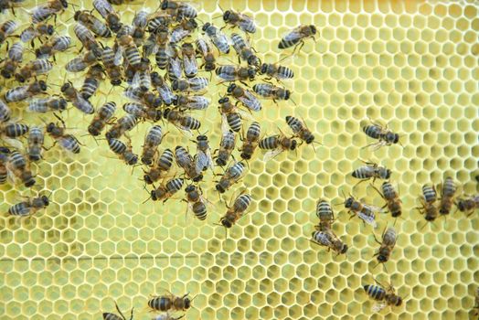 Honey bees working in apiary swarming on a honeycomb.