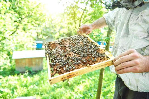 Cropped shot of a beekeeper holding honeycomb with bees while harvesting honey in his apiary.