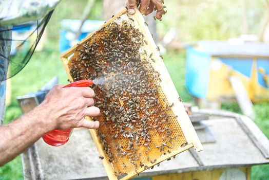 Professional beekeeper spraying honeycomb with bees working technology harvesting honey beekeeping hobby lifestyle organic natural food concept.