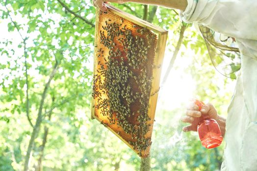 Low angle shot of a beekeeper holding honeycomb and spraying it working in his apiary in the garden.