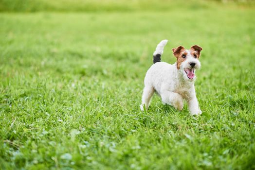 Wire fox terrier dog enjoying running outdoors in the park copyspace green grass nature happiness lifestyle health animals. 