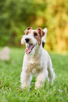 Vertical portrait of a happy healthy dog in the park wire fox terrier puppy playing outdoors.