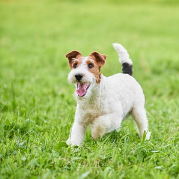 Wire fox terrier dog enjoying running outdoors in the park copyspace green grass nature happiness lifestyle health animals.