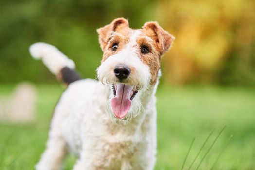 Close up shot of a happy cute fox terrier dog in the park nature animals happiness vitality concept.