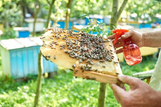 Professional beekeeper holding honeycomb with bees and spray working harvesting honey insects lifestyle hobby profession concept.