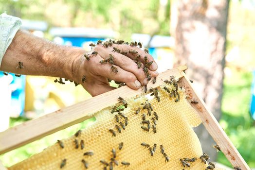 Cropped close up of a beekeeper working with bees holding honeycomb.