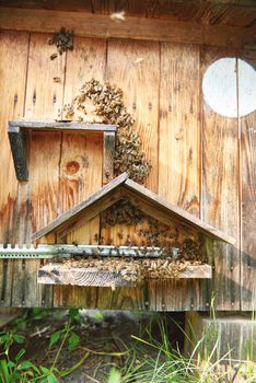 Vertical shot of honey bees swarming on their beehive in an apiary honeycraft farming natural organic producing concept.