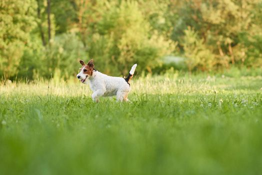 Shot of an adorable wire fox terrier puppy enjoying running on the grass outdoors copyspace pets animals health vitality active lifestyle happiness seasonal breed concept.
