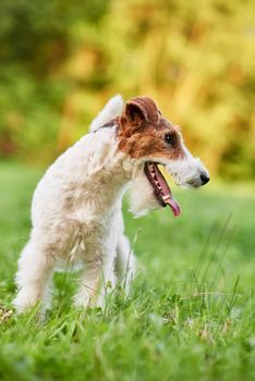 Vertical shot of an adorable wire fox terrier dog running in the park nature freedom health happiness lifestyle concept.