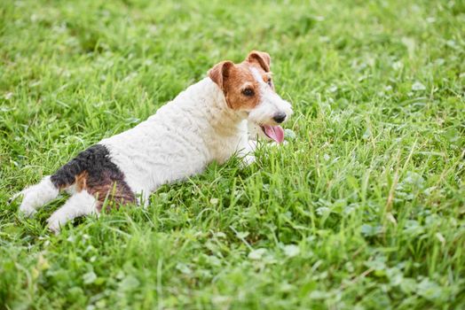 Rearview shot of an adorable fox terrier puppy lying in the grass on a warm summer day at the park copyspace relax relaxing relaxation recreation nature happiness.