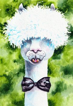 Cute Llama Watercolor Illustration Original Art at the paper. Alpaca Man Poster Hand Painted in Watercolour Style. Can be used for Print Wallpaper and Background.