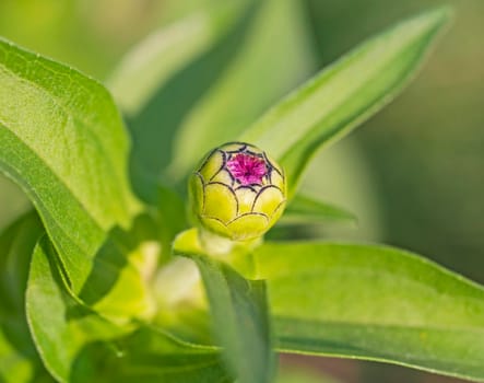 Closeup detail of purple flower bud with green leaves blooming in garden during spring