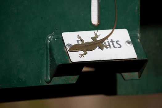 Green anole (Anolis carolinensis) in a brown-phase morph on a "permits" sign