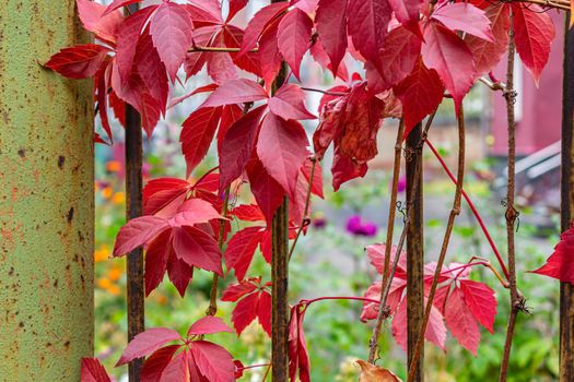 Bright red-purple autumn leaves curl on a rusty fence in the park