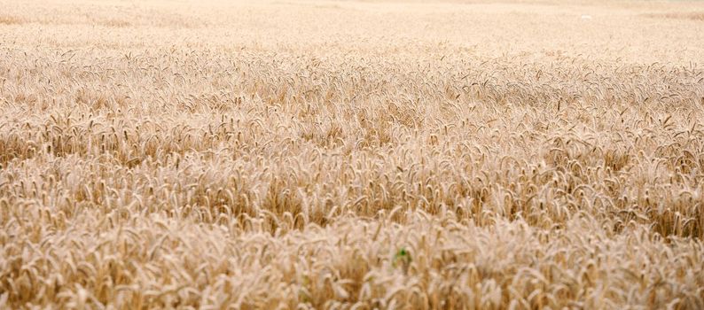 field with yellow ripe wheat on a summer day. Good harvest, banner