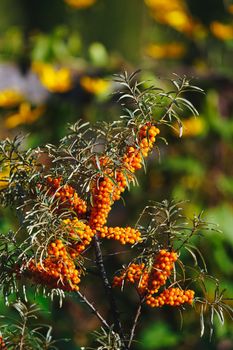 Branch of sea buckthorn berries in bright golden sun on blurry background of orange flowers. Warm autumn colors Harvesting a rich harvest of berries in autumn Benefits and vitamins of natural products