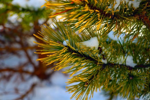 Beautiful young pine branch with snow in winter