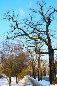 A large tree without leaves in winter against the blue sky