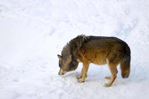 Close-up of a wolf that smelled a trail in the snow