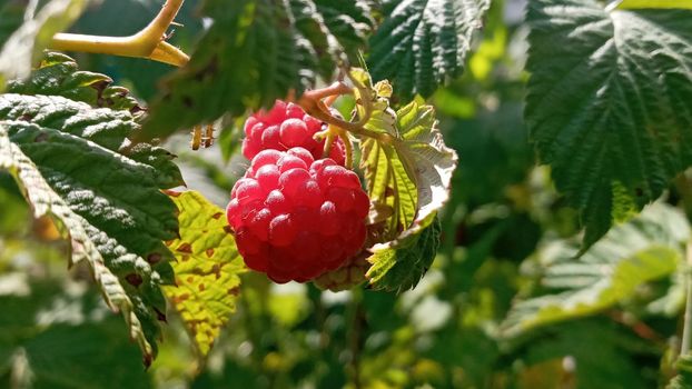 Organic raspberries on bush, copy space. Cultivation, food. Raspberry plantation. Growing berries closeup. Raspberry plant, raspberry bush. Ripe raspberry on branch in fruit garden