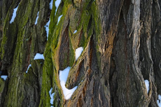 Close-up on the texture of the bark of a large tree, background