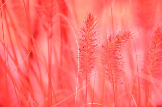 Infrared photo of grass plants