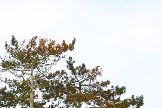 Tree branches on a white background, out of focus