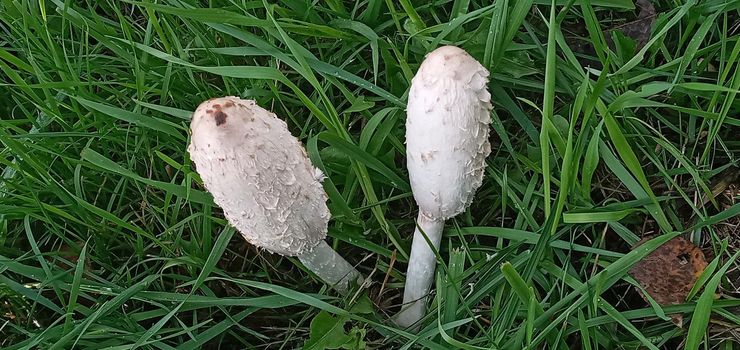 Coprinus comatus stands in a meadow among green grass.