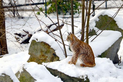 Close-up on the lynx that sits in the snow in winter