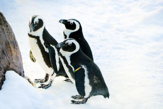 Funny penguins stand in the snow on a sunny winter day