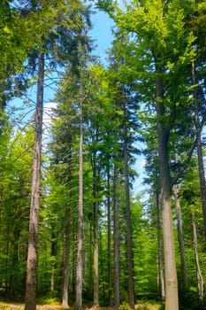 View of the young green forest on a sunny day