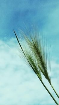 Steppe grass grass on the background of blue sky and white clouds.