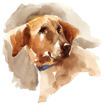 Watercolor illustration - portrait of brown big dog, hand drawn sketch on white background