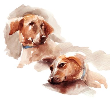 Watercolor portrait of two brown big dogs - hand drawn sketch on white background