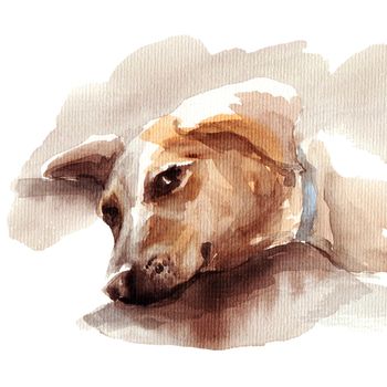 Watercolor illustration - portrait of brown big dog, hand drawn sketch on white background