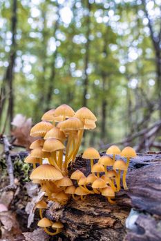 A group of mushrooms on a trunk in autumn in the forest