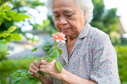 Asian senior or elderly old lady woman with pinkish orange rose flower in the sunny garden.